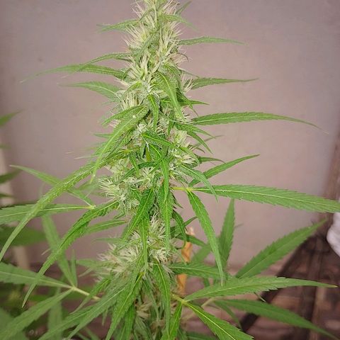 Lobisomem  growlog timeline photo