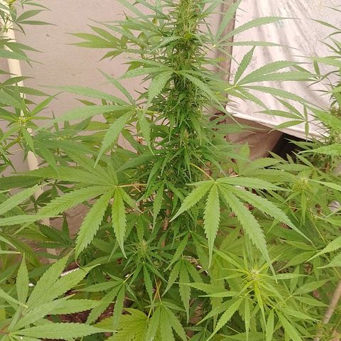 Lobisomem  growlog timeline photo