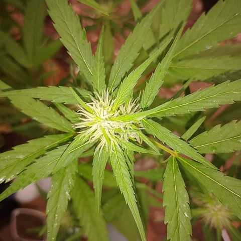 Lobisomem  growlog timeline photo