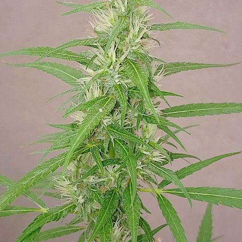 Lobisomem  growlog timeline photo