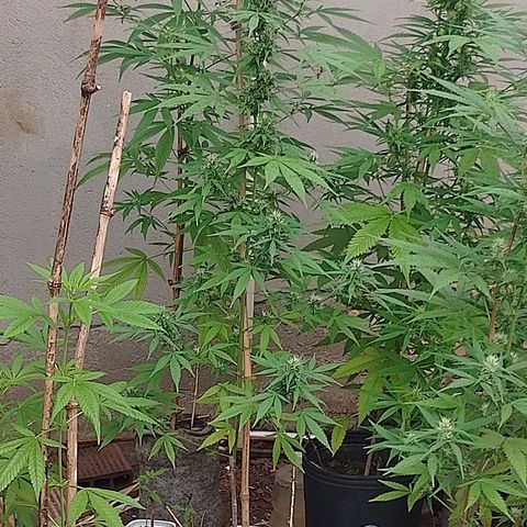Lobisomem  growlog timeline photo