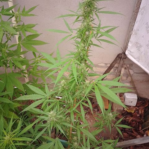 Lobisomem  growlog timeline photo
