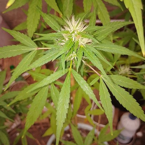 Lobisomem  growlog timeline photo