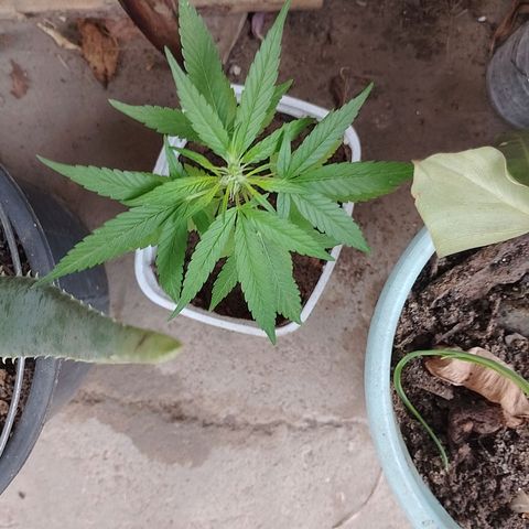 Lobisomem  growlog timeline photo