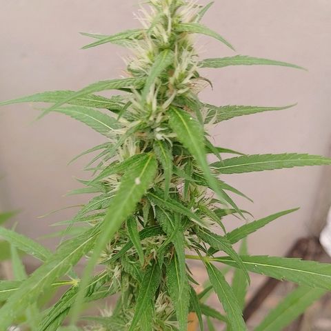 Lobisomem  growlog timeline photo