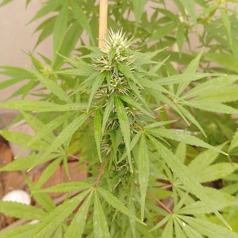 Lobisomem  growlog timeline photo
