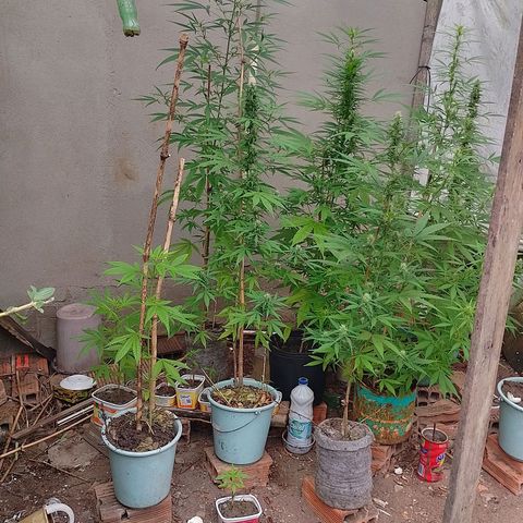 Lobisomem  growlog timeline photo