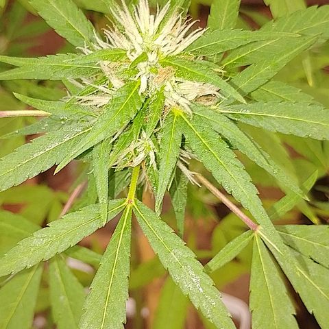 Lobisomem  growlog timeline photo