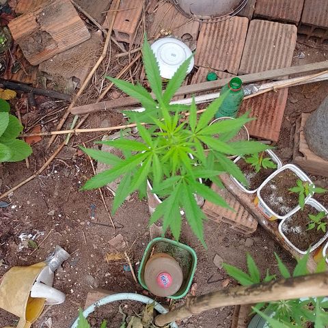 Lobisomem  growlog timeline photo