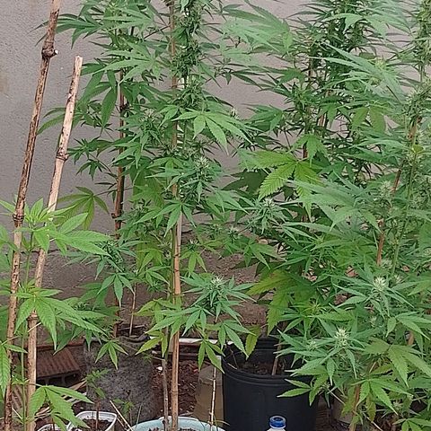 Lobisomem  growlog timeline photo