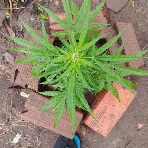 Lobisomem  growlog timeline photo