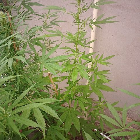 Lobisomem  growlog timeline photo