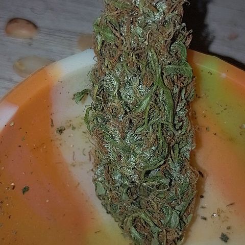 Lobisomem  growlog timeline photo