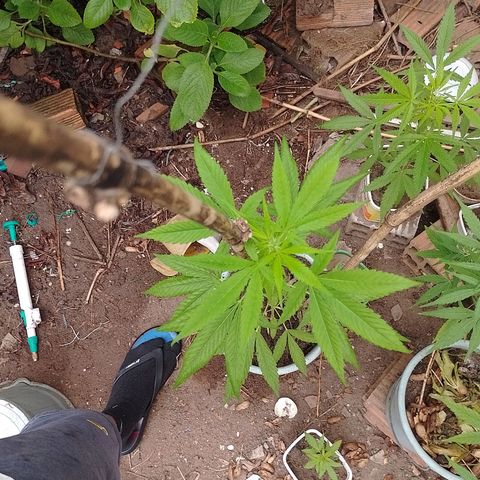 Lobisomem  growlog timeline photo