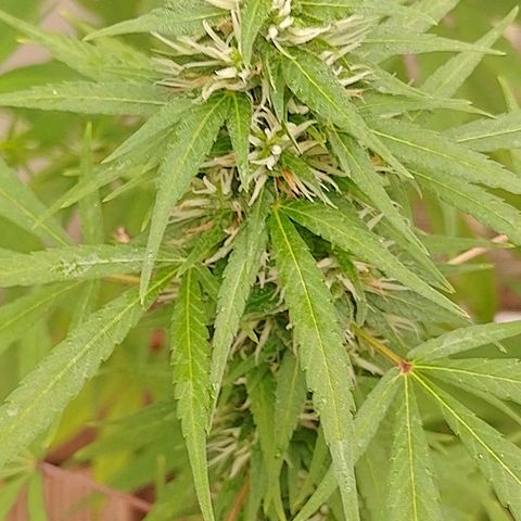 Lobisomem  growlog timeline photo