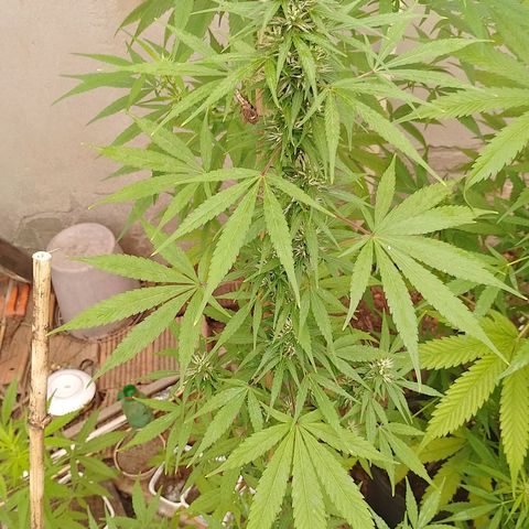Lobisomem  growlog timeline photo