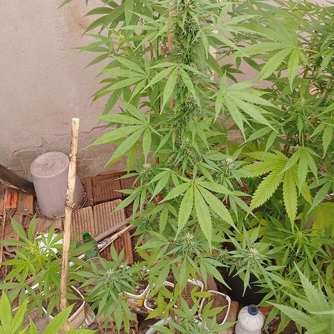 Lobisomem  growlog timeline photo