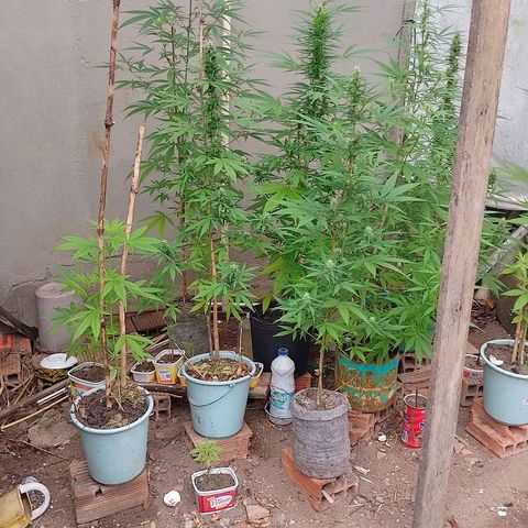 Lobisomem  growlog timeline photo