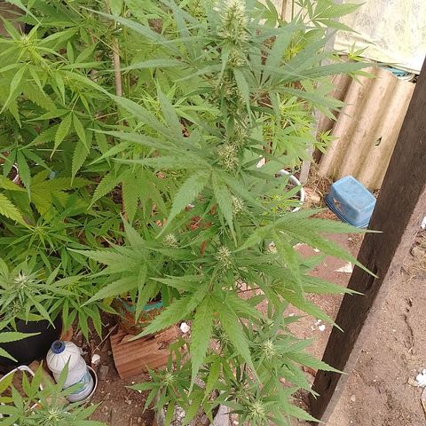 Lobisomem  growlog timeline photo