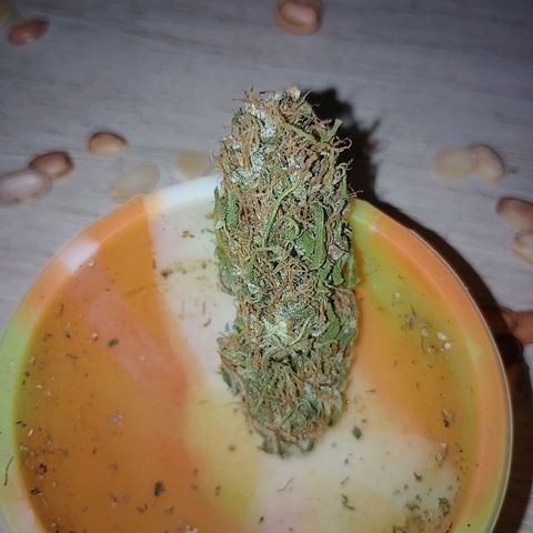 Lobisomem  growlog timeline photo