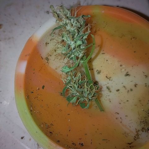 Lobisomem  growlog timeline photo