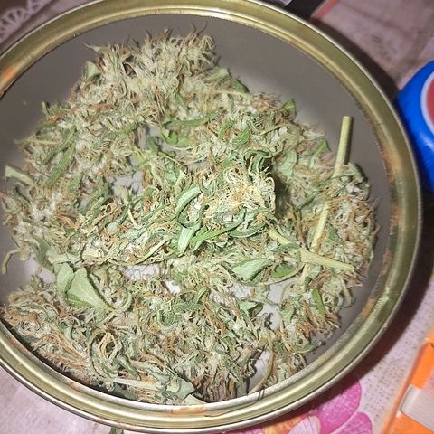 Lobisomem  growlog timeline photo