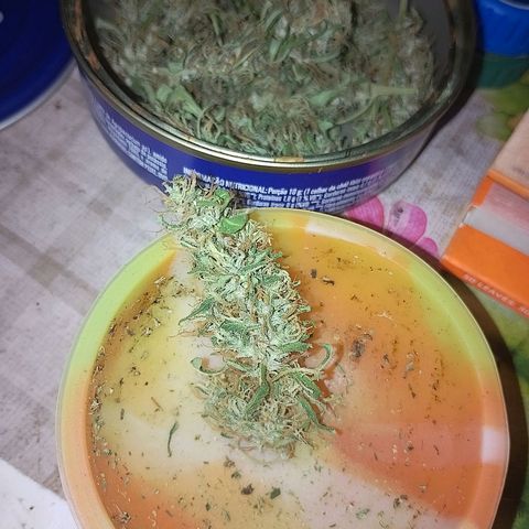Lobisomem  growlog timeline photo