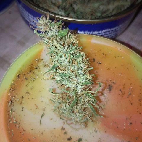 Lobisomem  growlog timeline photo