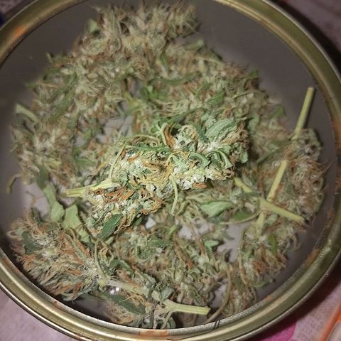 Lobisomem  growlog timeline photo