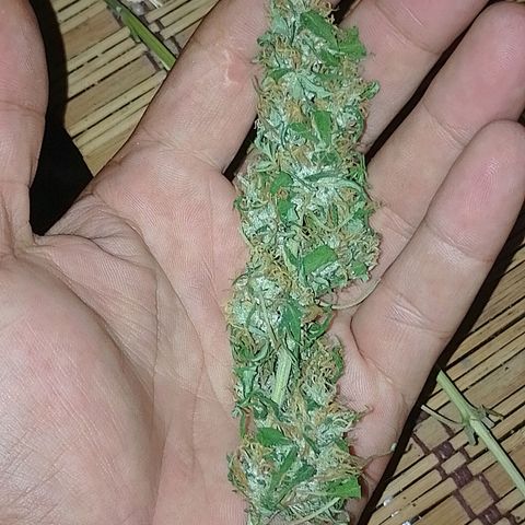 Lobisomem  growlog timeline photo