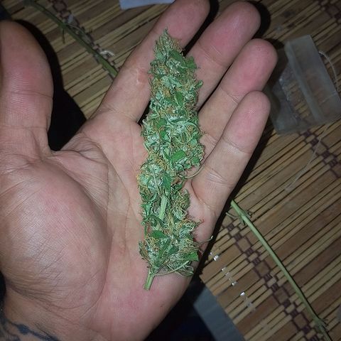 Lobisomem  growlog timeline photo