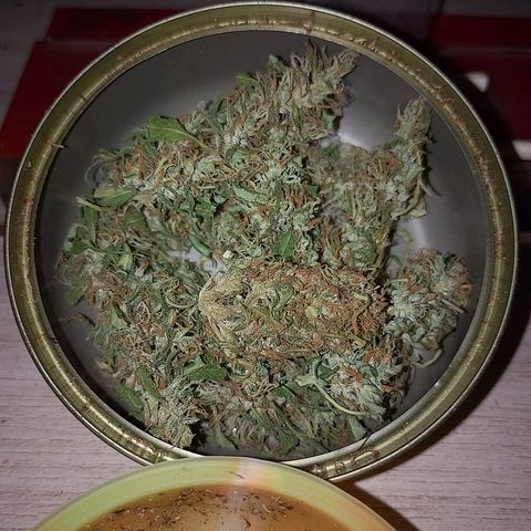 Lobisomem  growlog timeline photo