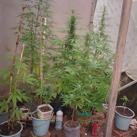 Lobisomem  growlog timeline photo