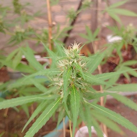 Lobisomem  growlog timeline photo