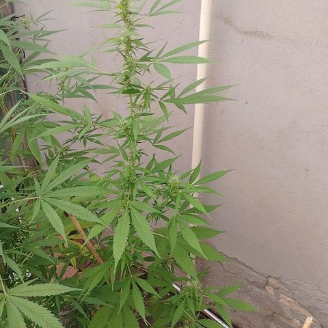 Lobisomem  growlog timeline photo
