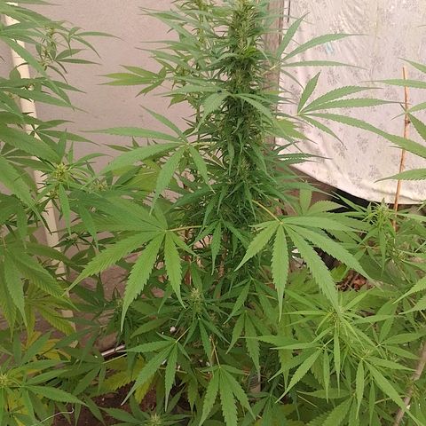 Lobisomem  growlog timeline photo