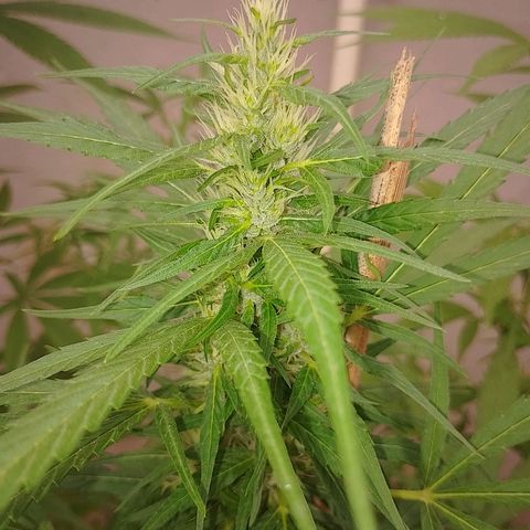 Lobisomem  growlog timeline photo