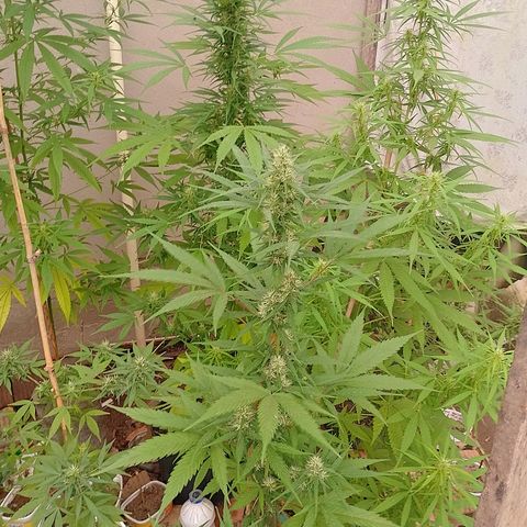 Lobisomem  growlog timeline photo