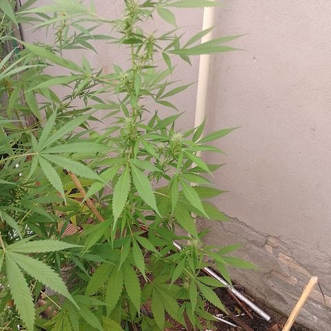 Lobisomem  growlog timeline photo