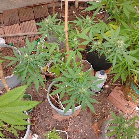 Lobisomem  growlog timeline photo