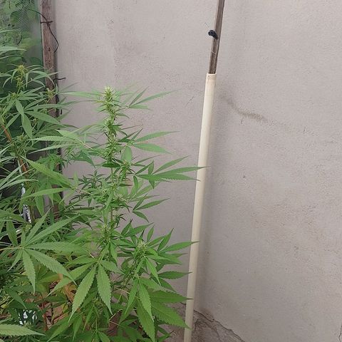 Lobisomem  growlog timeline photo