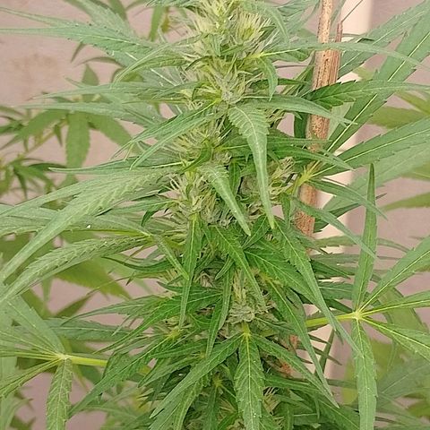 Lobisomem  growlog timeline photo
