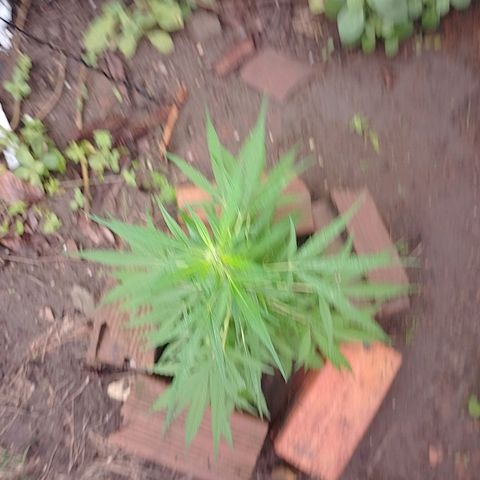 Lobisomem  growlog timeline photo