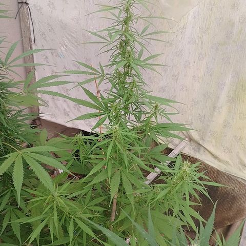 Lobisomem  growlog timeline photo