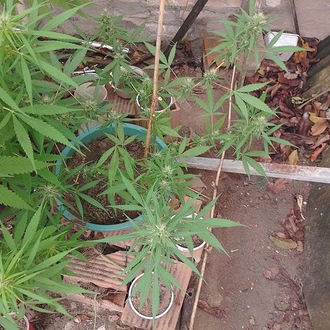 Lobisomem  growlog timeline photo
