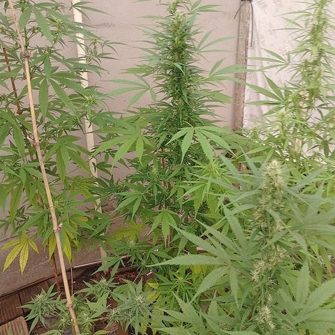 Lobisomem  growlog timeline photo