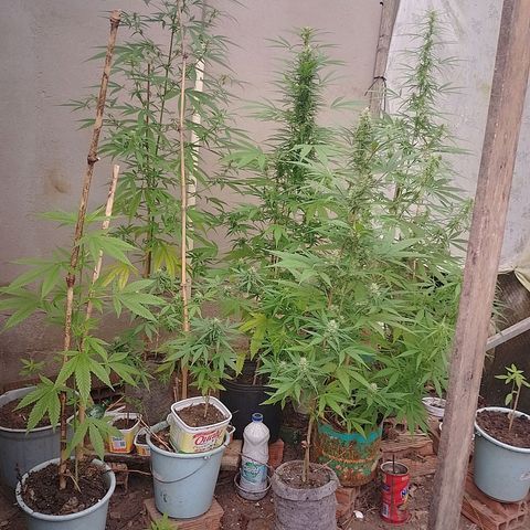Lobisomem  growlog timeline photo