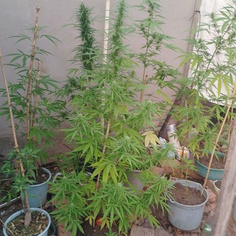 Lobisomem  growlog timeline photo