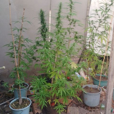 Lobisomem  growlog timeline photo