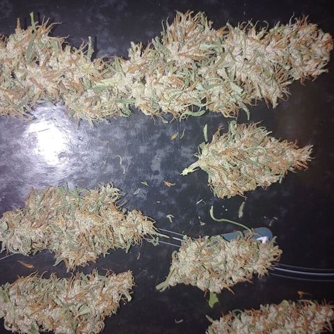 Lobisomem  growlog timeline photo